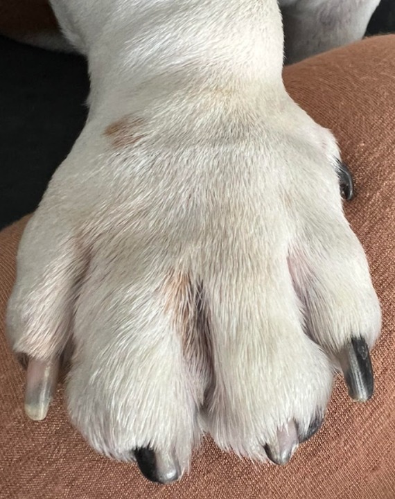 Supplied DogSuppy after paws photograph