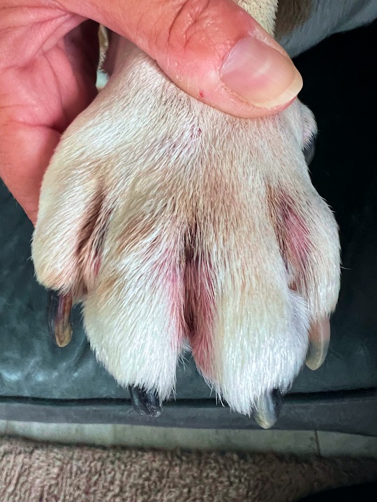 Supplied DogSuppy before paws photograph