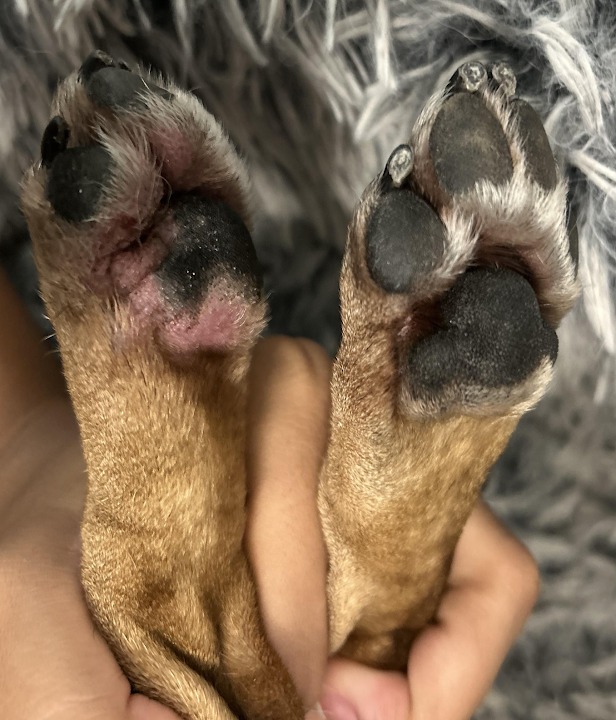 Supplied DogSuppy paws comparison photograph